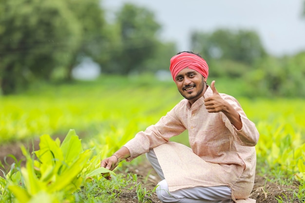 Jovem agricultor indiano no campo de agricultura de açafrão.