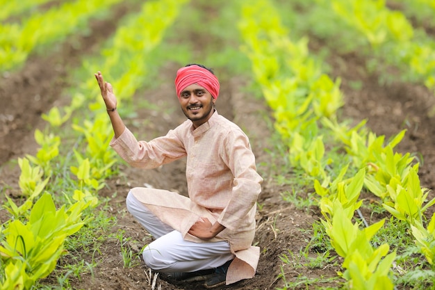 Jovem agricultor indiano no campo de agricultura de açafrão.