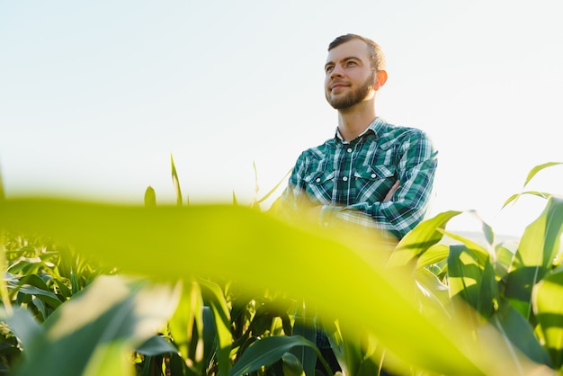 Foto jovem agricultor inspeciona um campo de milho verde. indústria agrícola.