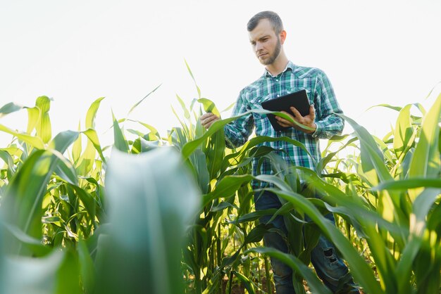 Jovem agricultor inspeciona um campo de milho verde. Indústria agrícola.