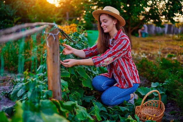 Jovem agricultora feliz e sorridente colhendo pepinos orgânicos caseiros maduros em seu jardim caseiro