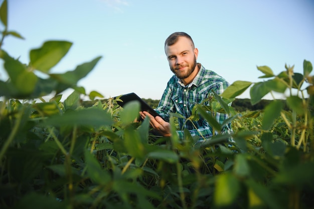 Jovem agrônomo segura o tablet touch pad no campo de soja e examina as culturas antes da colheita. Conceito de agronegócio. engenheiro agrônomo em um campo de soja com um tablet no verão.