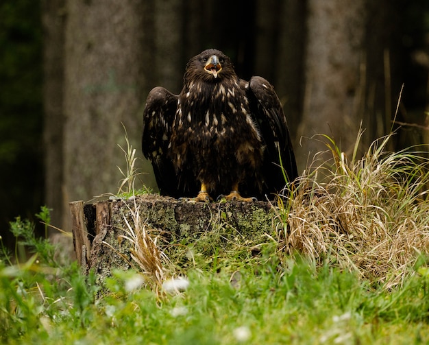 Foto jovem águia de cauda branca no mais forrest