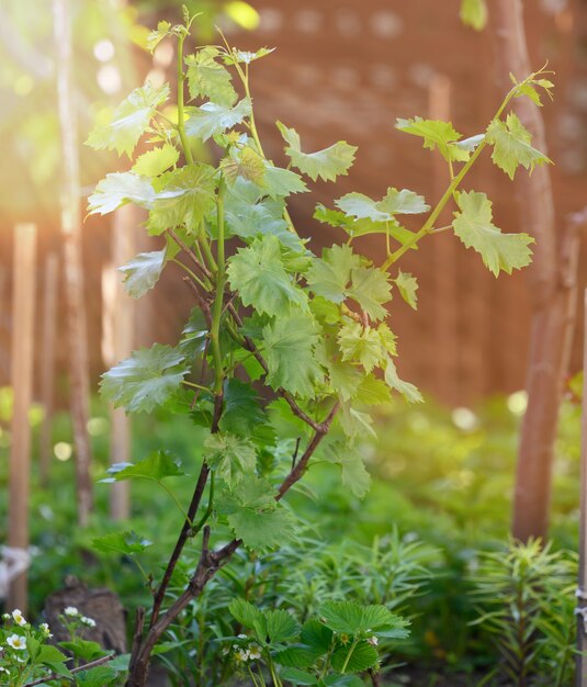 Jovem arbusto cultivando uvas com folhas verdes no jardim, dia de primavera