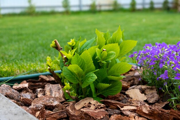 Foto jovem arbusto de macrofília de hortênsia decorado com casca de jardim com gramado verde atrás