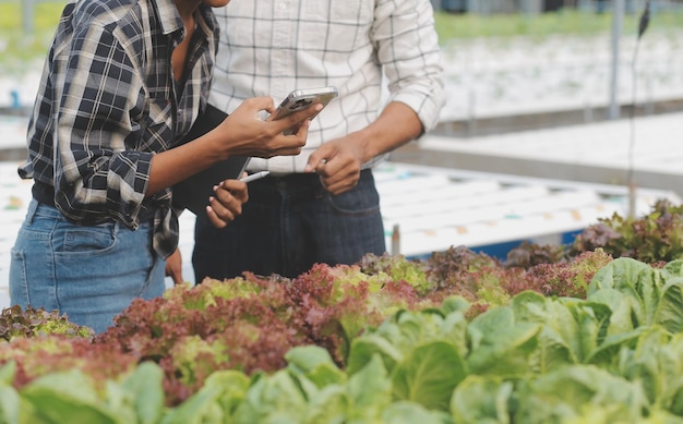 Jovem asiática e agricultor sênior trabalhando juntos na fazenda de vegetais de salada hidropônica orgânica Proprietário moderno de horta usando tablet digital inspeciona a qualidade da alface no jardim com efeito de estufa