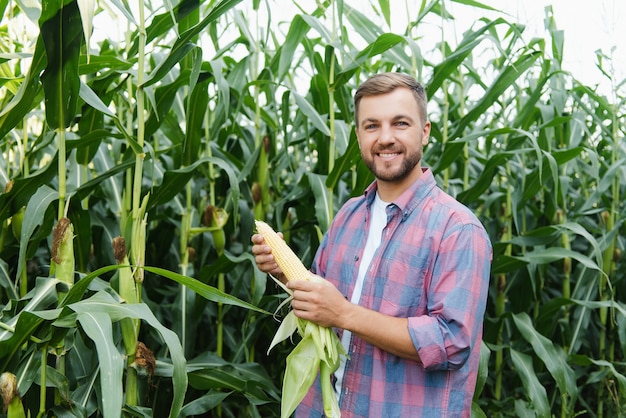 Jovem atraente com barba verificando espigas de milho no campo no final do verão