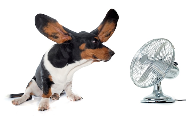 Jovem basset hound e ventilador