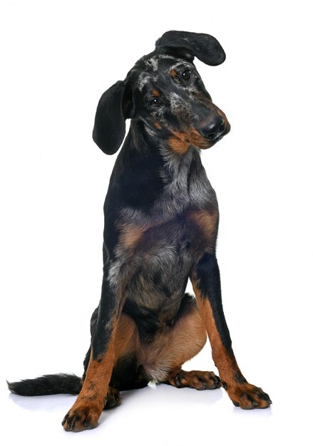 Jovem beauceron isolado