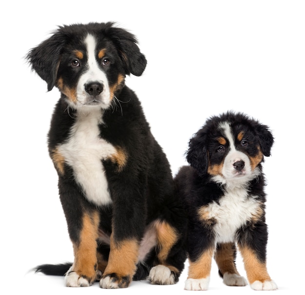 Jovem Bernese Mountain cães e filhote de cachorro ao lado