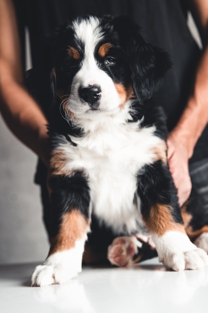 Jovem, bernese mountain dog nas mãos