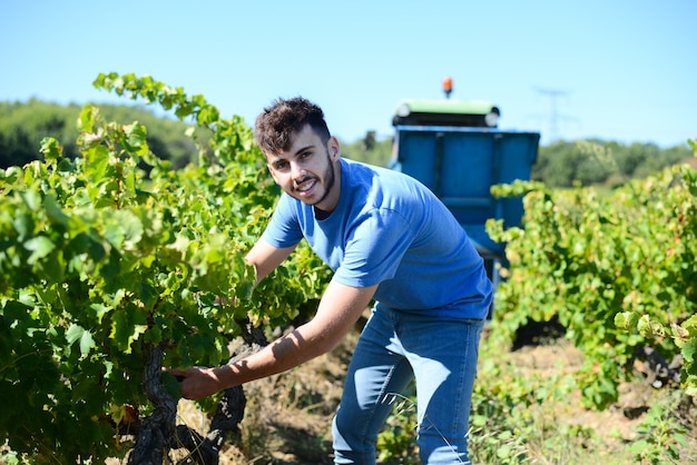 Jovem bonito colhendo uvas durante a colheita do vinho