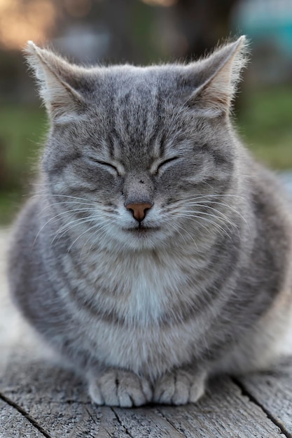 Jovem bonito o gato está dormindo em um banco de madeira na noite de primavera