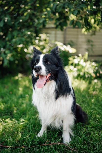 Jovem border collie preto e branco na grama