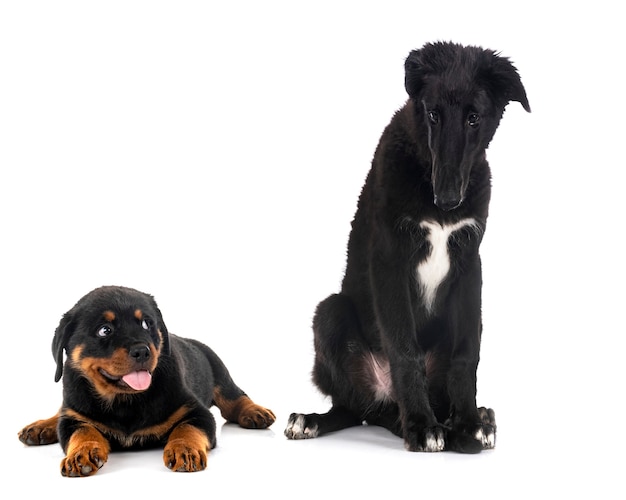 Jovem borzoi e cachorro rottweiler em frente ao fundo branco