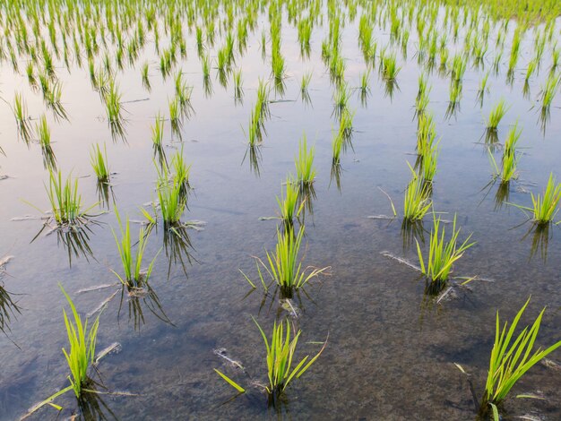 Jovem broto de arroz pronto para crescer no campo de arroz