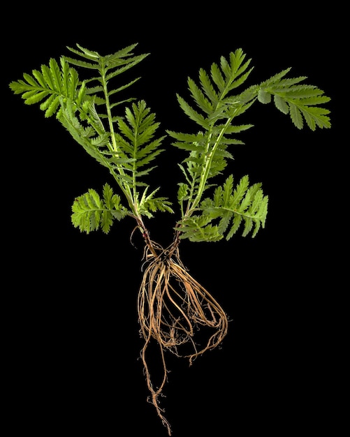 Foto jovem broto de tansy com raízes lat tanacetum vulgare isolado em fundo preto