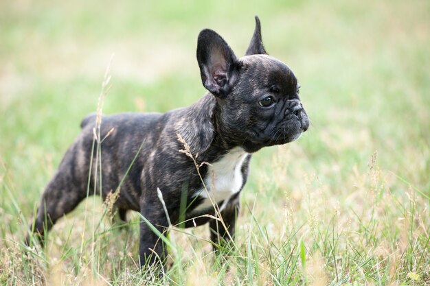 Jovem buldogue francês ao ar livre na grama