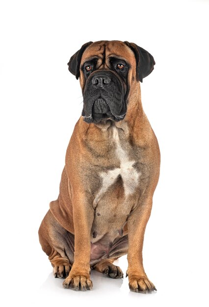 Jovem bullmastiff em frente ao fundo branco