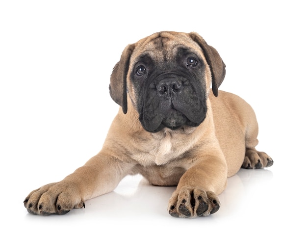 Jovem bullmastiff em frente ao fundo branco