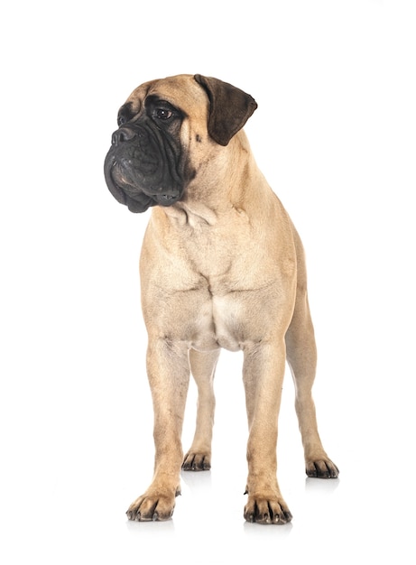 Jovem bullmastiff isolado no branco