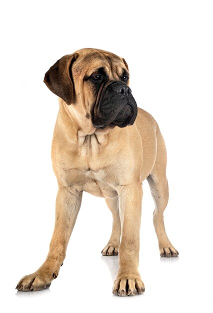 Jovem bullmastiff isolado