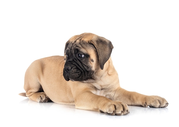 Jovem bullmastiff na frente do branco