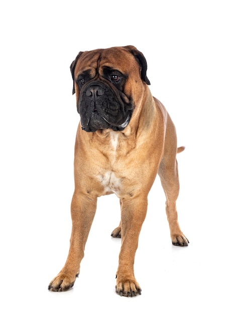 Jovem bullmastiff