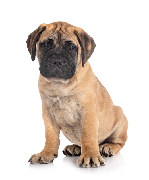 Jovem bullmastiff