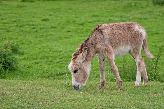 Jovem burro em uma clareira