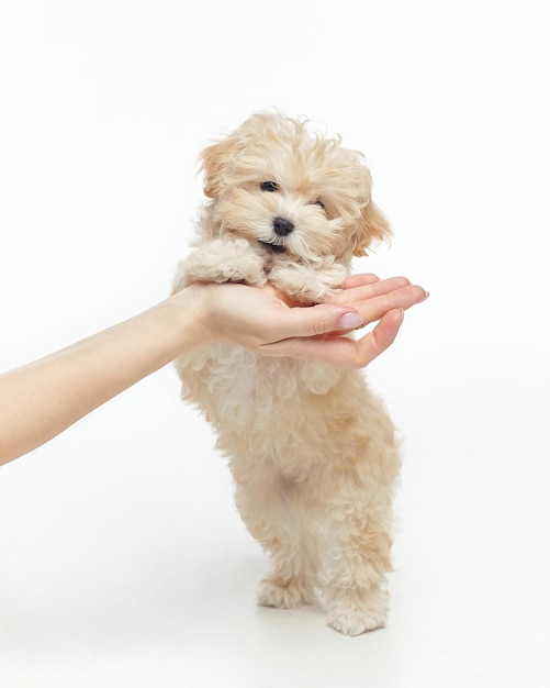Jovem cachorrinho desgrenhado se inclina na sessão de fotos da mão de uma mulher no estúdio em um fundo branco