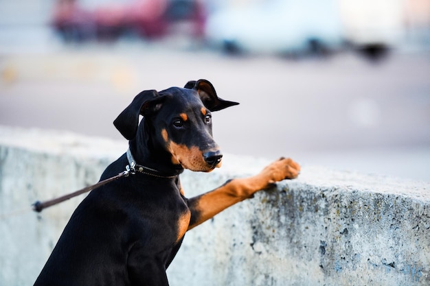 jovem cachorrinho Doberman