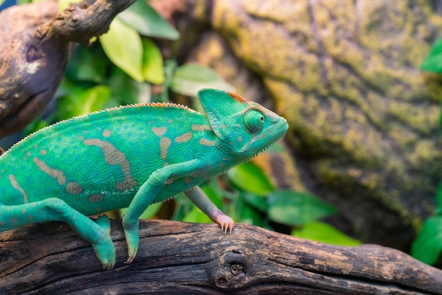 Jovem camaleão verde. habitat natural. bichinho fofo. fauna da natureza.