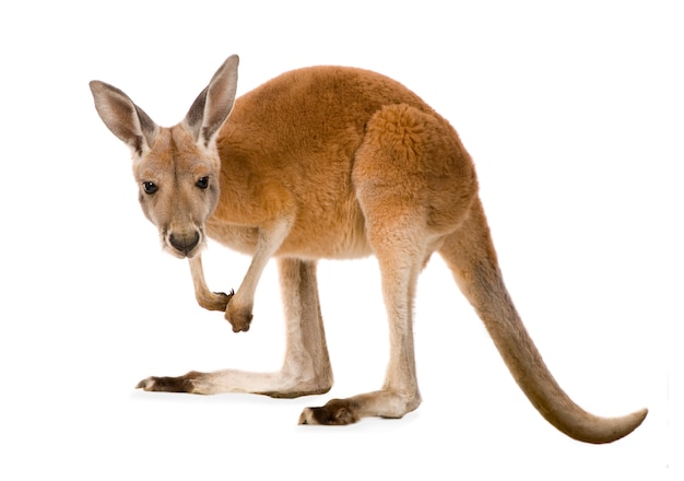 Foto jovem canguru vermelho (9 meses) - macropus rufus isolado