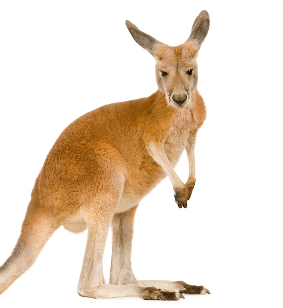 Foto jovem canguru vermelho (9 meses) - macropus rufus isolado