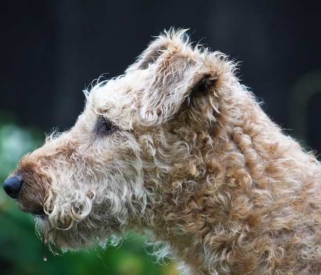 Jovem cão ativo ao ar livre em fundo de grama verde verão.