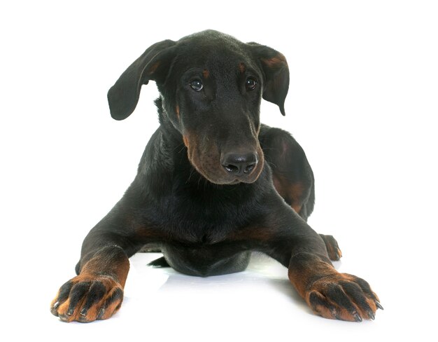 Jovem cão beauceron