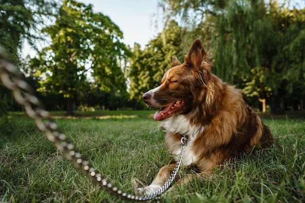 Jovem cão border collie na coleira no parque, close-up