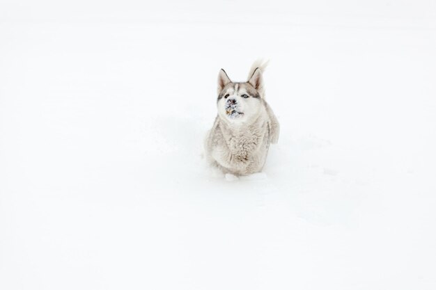 Jovem cão da raça husky siberiano brincando na neve depois de fortes s