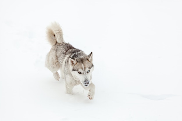 Jovem cão da raça husky siberiano brincando na neve depois de fortes s