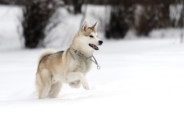 Jovem cão husky siberiano na neve
