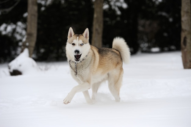 Jovem cão husky siberiano na neve