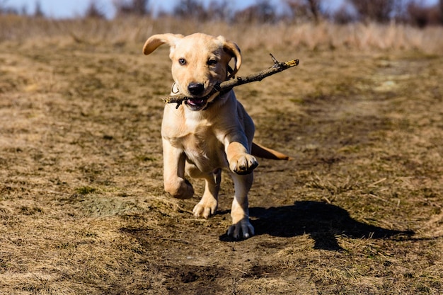 Jovem cão labrador retriever fofo correndo com uma vara no pasto no início da primavera