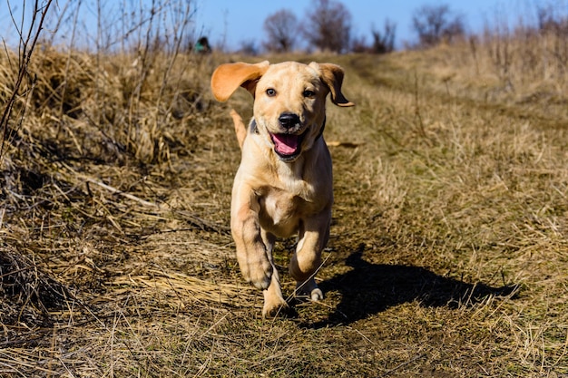 Jovem cão labrador retriever fofo correndo no prado no início da primavera