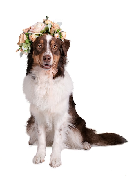 Jovem cão pastor de austália com uma coroa de flores na cabeça na parede branca