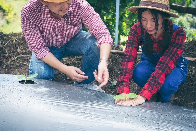 Jovem casal plantando mudas vegetais no jardim