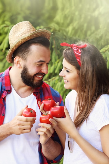 Jovem casal plantando tomates orgânicos