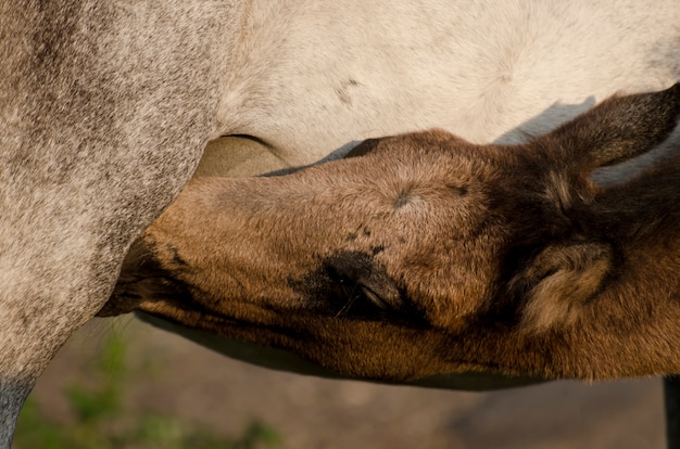 Jovem cavalo alimentação