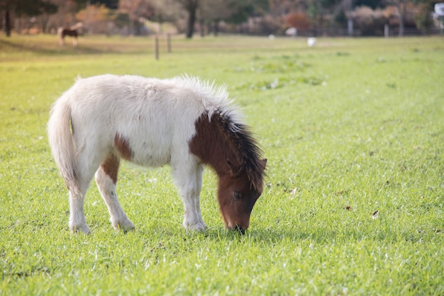 Jovem cavalo bonito em uma fazenda com grama verde