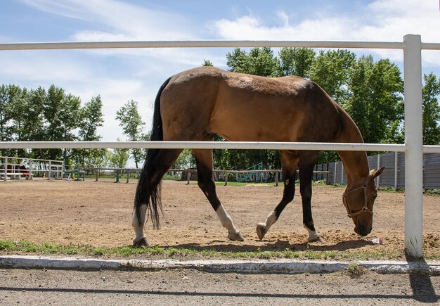 Foto jovem cavalo comendo grama no verão